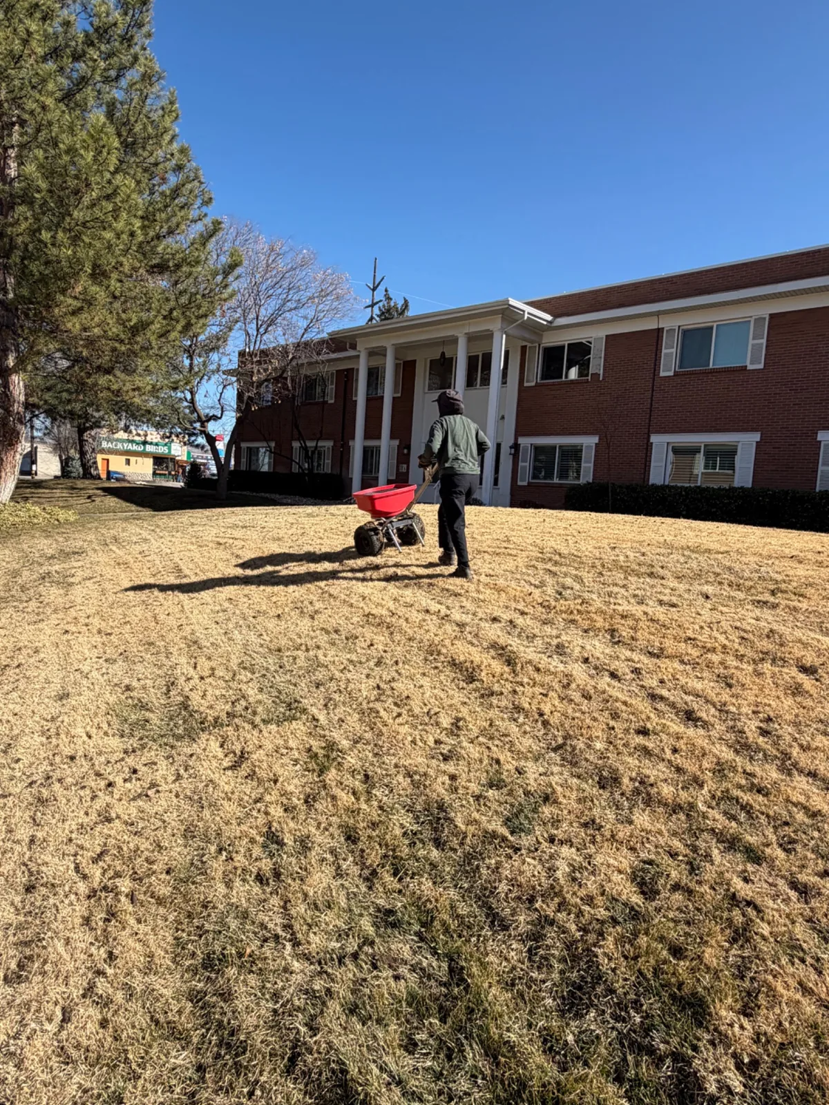 A Green Lawn technician pushing a broadcast spreader across a lawn during an early-season fertilizer application